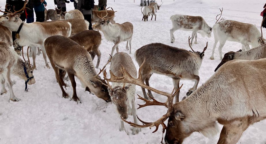 29 38 Lapland 33 29 38 Lapland 33